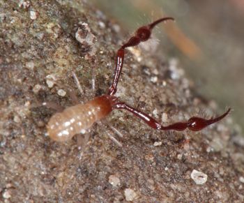 Media type: image;   Invertebrate Zoology 21577